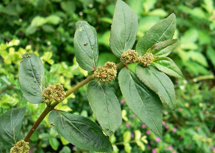 Tawa-tawa plant